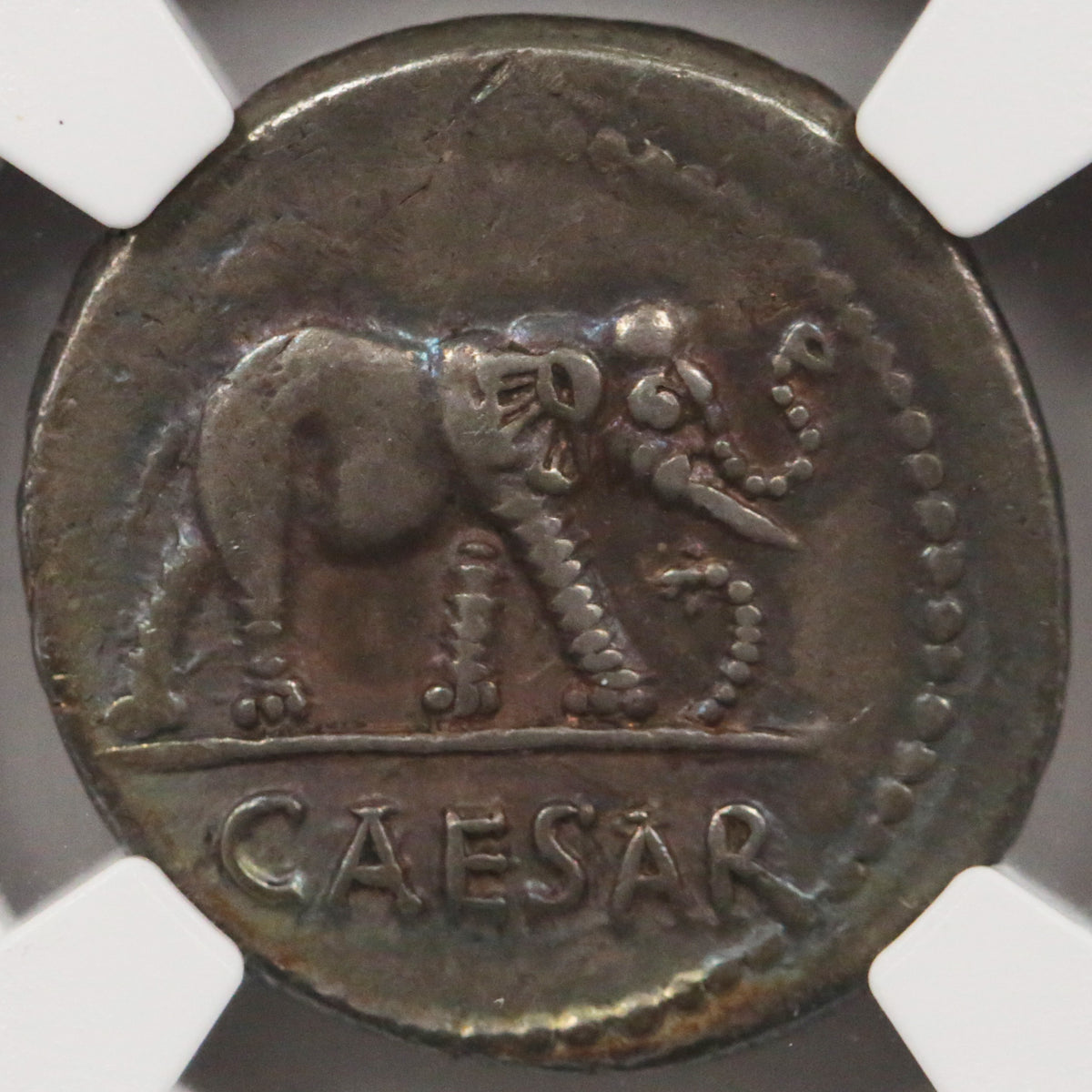 ローマ デナリウス銀貨 前49~前48年頃 ガイウス・ユリウス・カエサル NGC Ch-VF 5/5 4/5